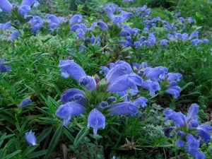 Drakblomma 'Fuji Blue'