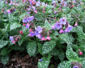 Broklungört 'Mrs Moon'