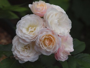 MyskroshybridR 'Bouquet Parfait'