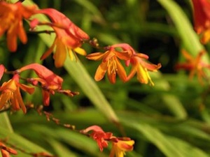 Montbretia 