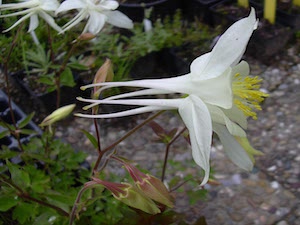Pastellakleja 'Kristall'