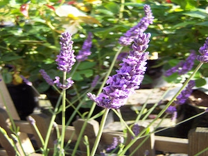 Stor lavendel 'Grappenhall'