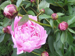 Luktpion, rosa 'Sarah Bernhardt'