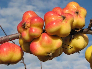 eStjärnäpple 'Apistar'