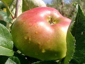 öCideräpple 'Bramley'