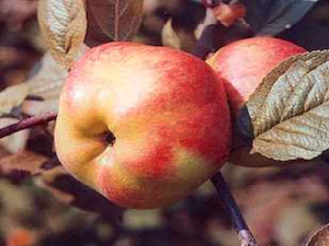 öDessertsäpple 'Cox Pomona'