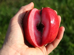 Rödköttigt Redlove 'Calypso'