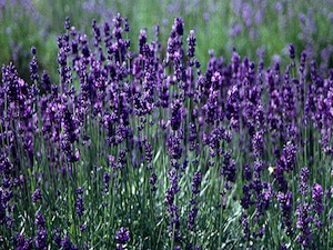 Lavendel 'Hidcote'