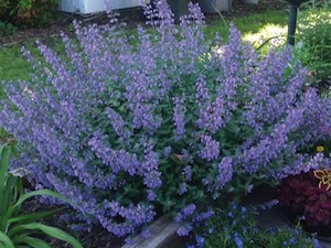 Kantnepeta 'Walkers Low'