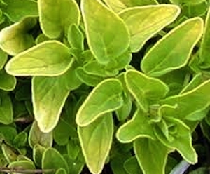 Guld klotoregano 'Goldtaler'