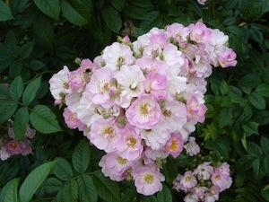 Japansk klätterrosR 'Blush Rambler'