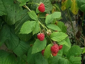 Sommarhallon 'Mormorshallon'