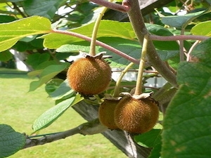 Kiwi 'Jenny'