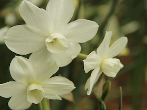 Orchidenarciss 'Petrel'